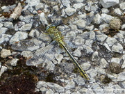 Gomphus pulchellus