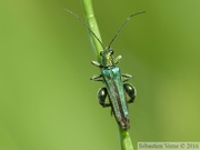 Oedemera nobilis