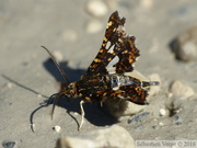 05562 Thyris fenestrella