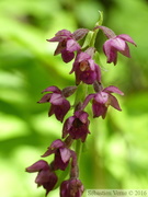 Epipactis atrorubens