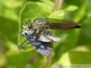 Eutolmus rufibarbis dévorant un Plebejus argyrognomon