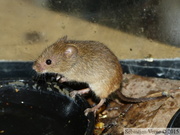 Micromys minutus, Rat des moissons