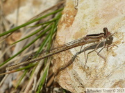 Platycnemis acutipennis