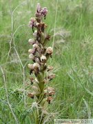 Himantoglossum robertianum