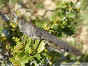 Anacridium aegyptium, le Criquet égyptien