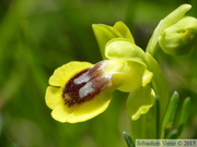 Ophrys lutea