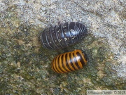 Glomeris annulata