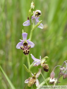 Ophrys scolopax