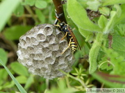 Polistes sp.