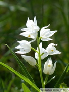 Cephalanthera longifolia