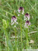 Neotinea ustulata