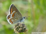 Aricia agestis