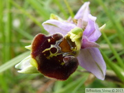 Ophrys fuciflora