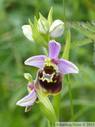 Ophrys fuciflora