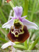 Ophrys fuciflora