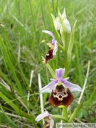 Ophrys fuciflora