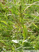 Orchis grenouille