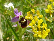 Ophrys fuciflora