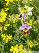 Ophrys fuciflora