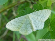 Scopula floslactata