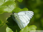 Aporia crataegi, Gazé