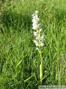 Orchis mascula