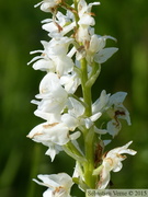 Orchis mascula