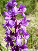 Orchis mascula