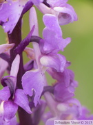 Orchis mascula