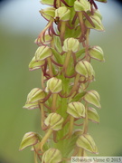 Orchis anthropofora