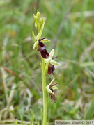 Ophrys insectifera