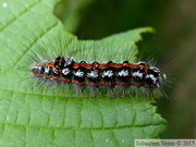 Sphrageidus similis, Cul doré, chenille