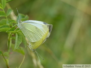 Pieris rapae, accouplement