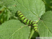 Chenille de Petit Paon de Nuit