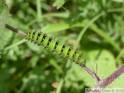 Chenille de Petit Paon de Nuit