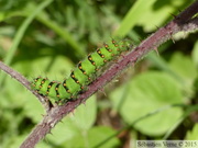 Chenille de Petit Paon de Nuit