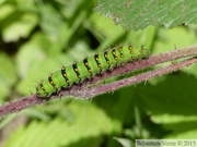 Chenille de Petit Paon de Nuit