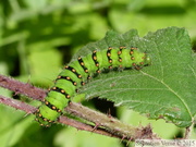 Chenille de Petit Paon de Nuit