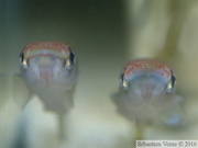  Epiplatys infrafasciatus aff. zenkeri "Route Déhané ADK 10-297", femelle à gauche, mâle à droite.