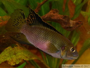 Benitochromis nigrodorsalis Moliwe, mâle