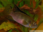 Benitochromis nigrodorsalis 