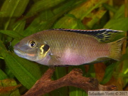 Benitochromis nigrodorsalis Moliwe, femelle