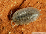 Porcellio dilatatus