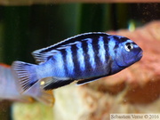 Chindongo saulosi (= Pseudotropheus saulosi)