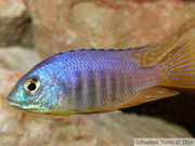 Placidochromis sp. "Jalo"