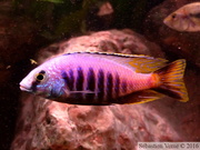 Placidochromis sp. "Jalo"