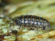 Armadillidium pulchellum