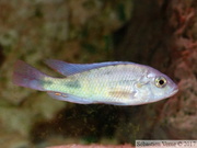 Haplochromis fischeri