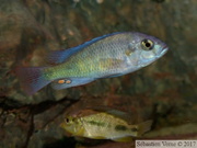 Haplochromis fischeri