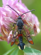 Synanthedon formicaeformis, la Sésie-fourmi